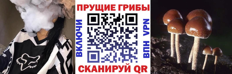 гидра ССЫЛКА  купить   Ковров  Псилоцибиновые грибы Psilocybine cubensis 
